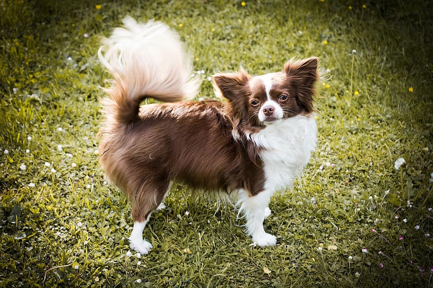 Chihuahua, Dog, Pet, Animal, Small Dog, Domestic Dog, Canine, Mammal, Cute, Adorable, Charming