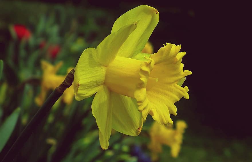 květ, narcis, jaro, zahrada, Příroda