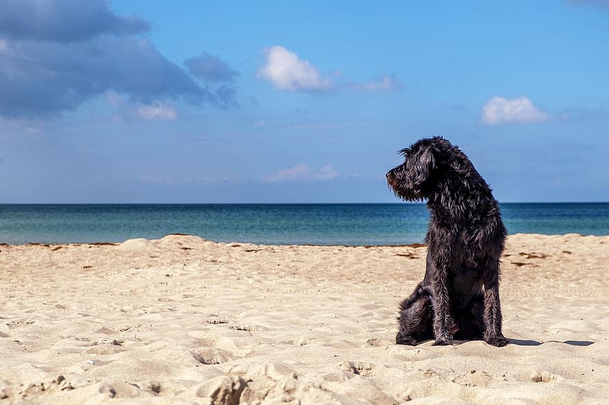 собака, животное, пляж, песок, взморье, берег, море, океан, горизонт, линия горизонта, домашнее животное