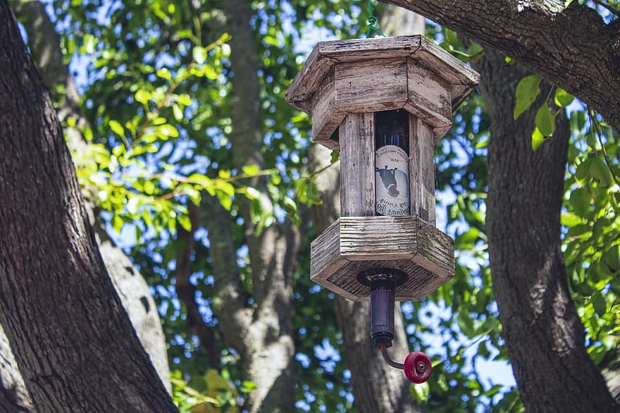 birdhouse, fugl feeder, kolibri, træ, afdeling, dyre rede, Skov, tæt på, lille, sommer, blå