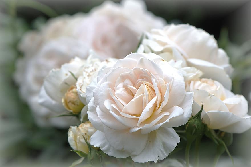 những bông hoa, Hoa hồng, kem, trắng, Rahmgelb, Thiên nhiên, cây, vườn, đóng lại, sắc đẹp, vẻ đẹp, lãng mạn