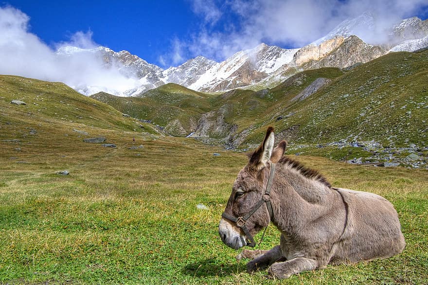 esel, fjell, Alpene, equine, dyr, trekking, Italia, Valle d'Aosta, nasjonalpark, Flott Parediso, prærie