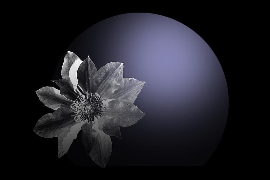 floare, Clematis, noapte
