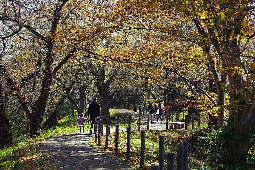 arboles, naturaleza, parque, otoño, temporada, al aire libre, para caminar, camino