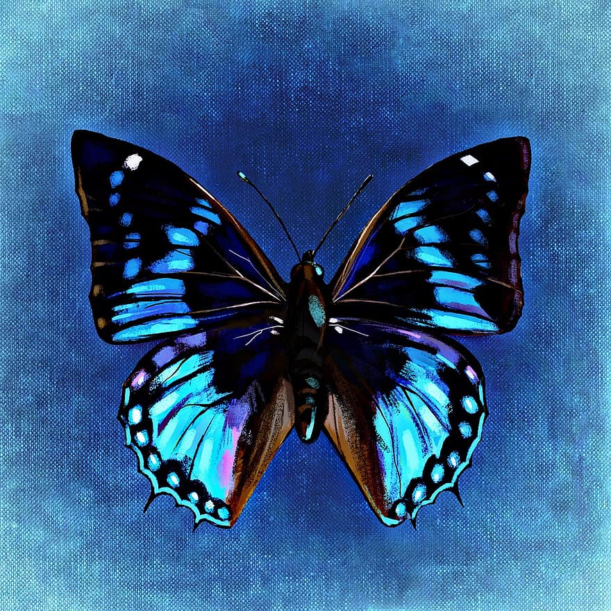 Butterfly, Colorful, Insect, Wing, Animal, Color, Abstract, Background