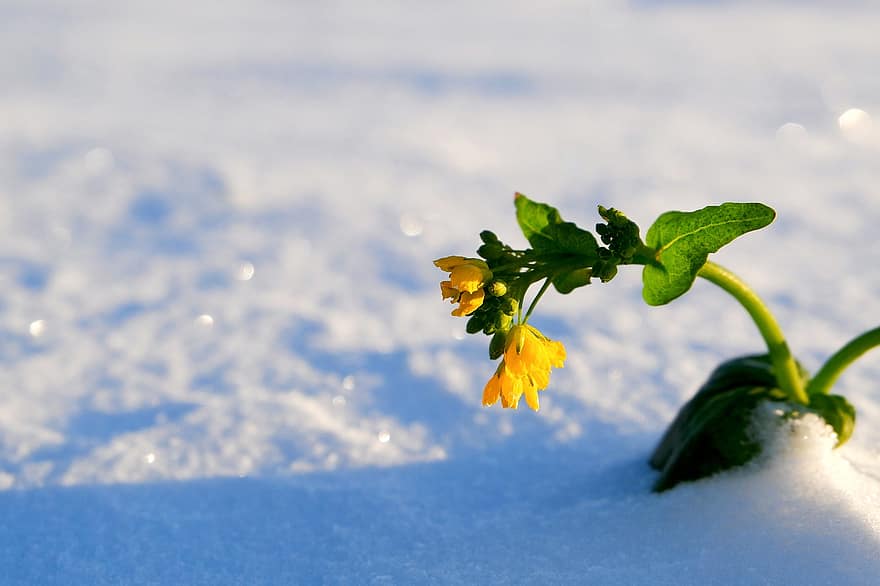 цвете, жълто цвете, сняг, растение, зима, студ, листенца, замръзнал