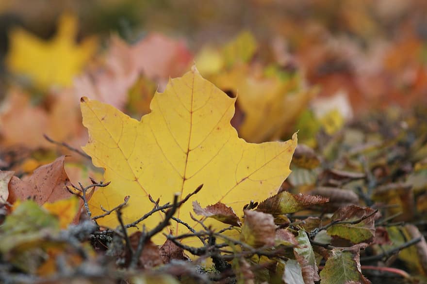 Leaves, Maple, Autumn, Nature