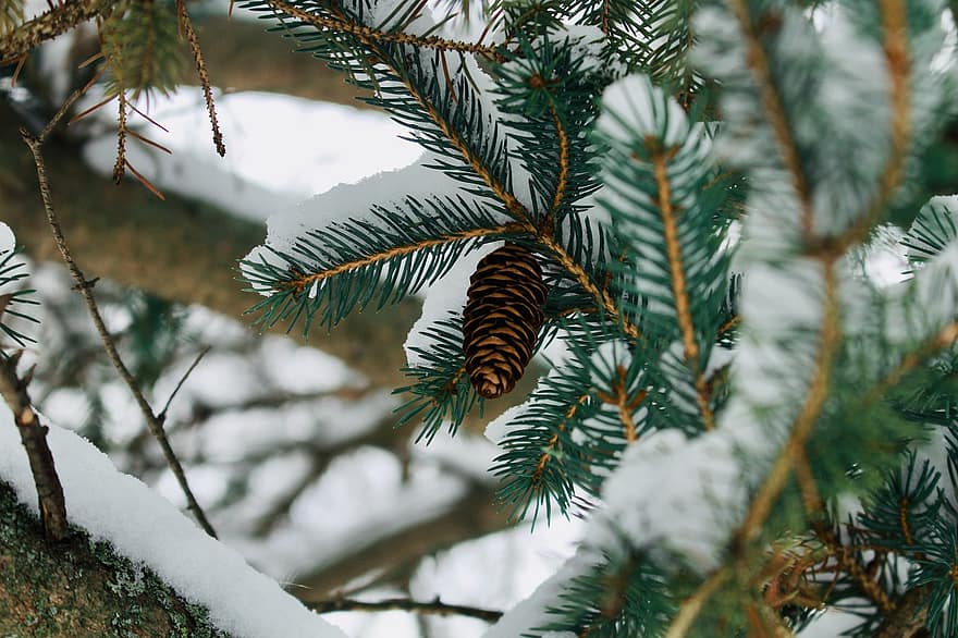 cono de pino, agujas de pino, nieve, invierno, Pino, escarcha, hielo, hojas, puntilla, rama, ramita