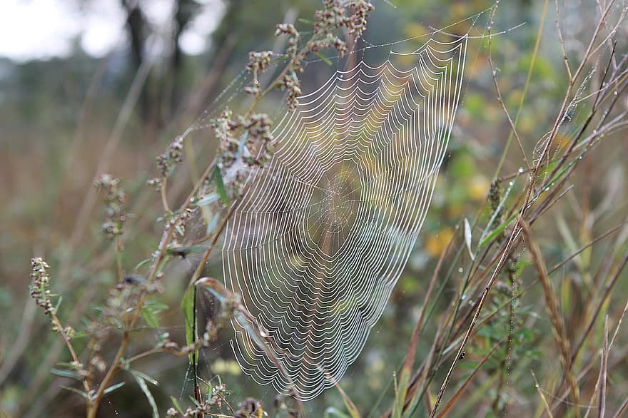 hämähäkinverkko, seitti, elinympäristö