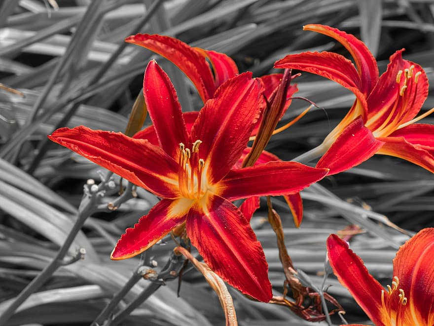 Daylilies, Flowers, Red Flowers, Petals, Red Petals, Bloom, Blossom, Flora, Plants, Nature