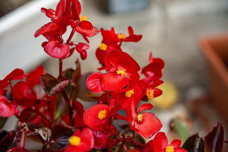 цветя, червени цветя, разцвет, цвят, флора, червени венчелистчета, листенца, растение, природа