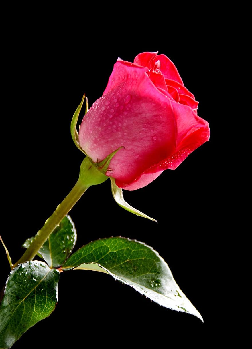 roos, roze roos, dauwdruppels, roze bloem, roze bloemblaadjes, bladeren, flora, bloeien, bloesem, fabriek