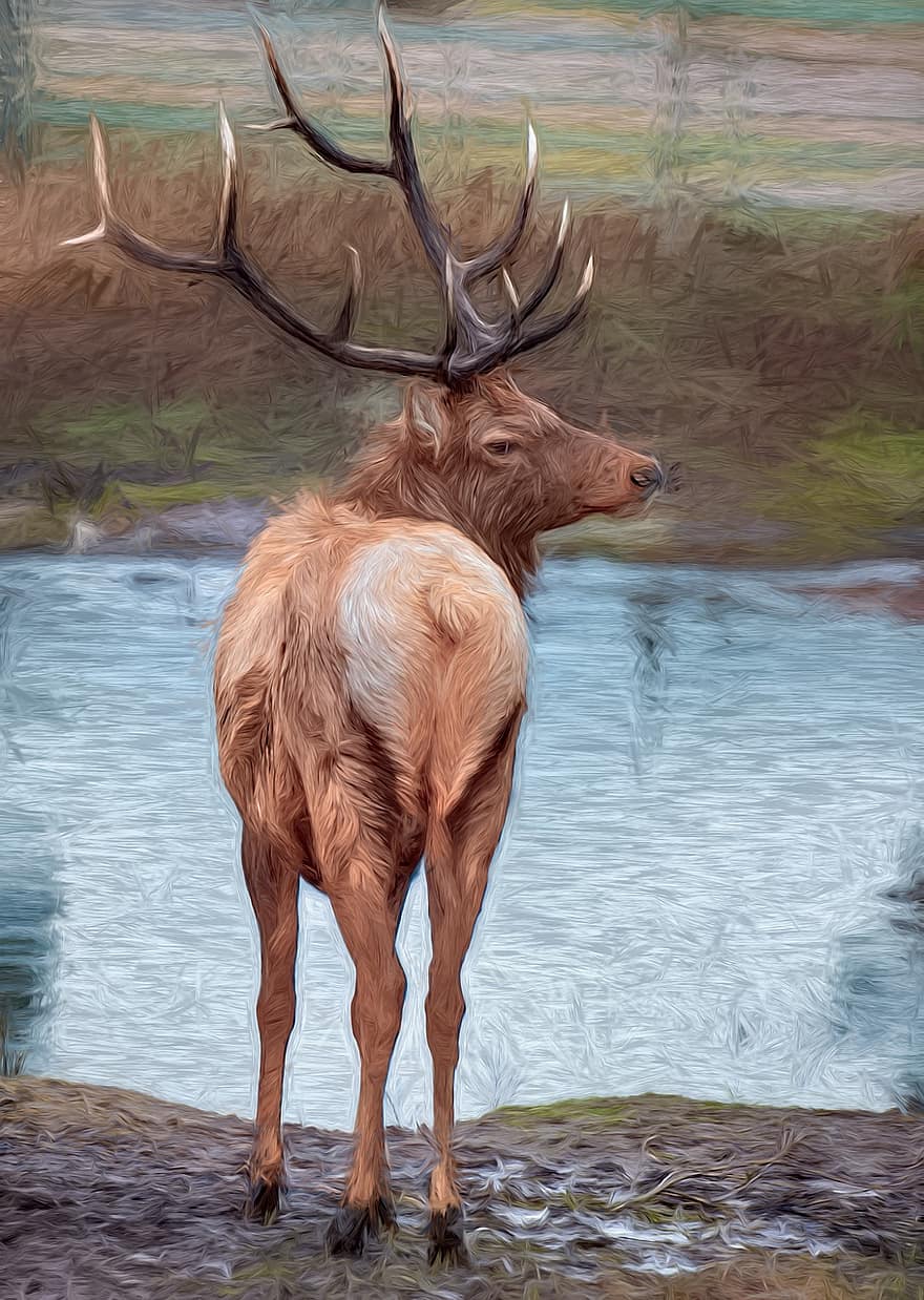Deer, Horns, Stag, Buck, Wildlife, Mammal, Antlers, Elk, Animal, Brown, Trophy