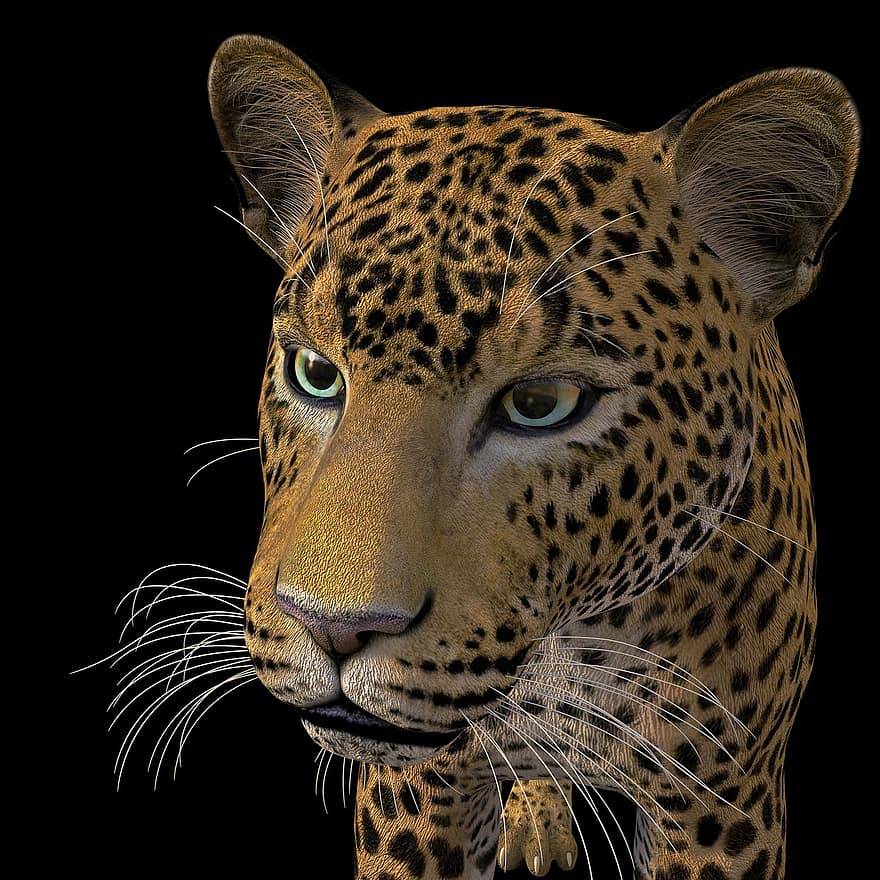 леопард, великий кіт, дика кішка, Африка