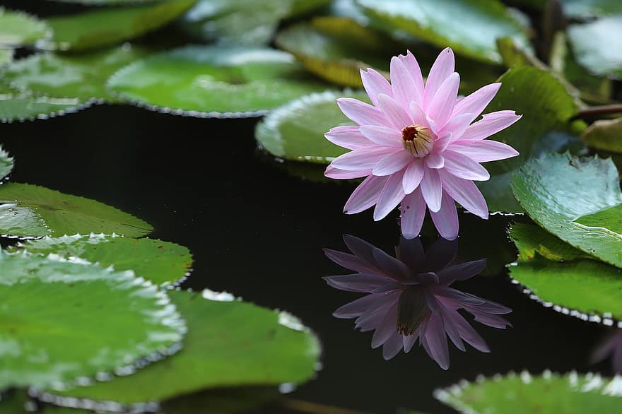 Lotus Flower, Lily Pads, Water Lily, Aquatic Plant, Flora, Bloom, Blossom, Pond, Nature, Botany, Flower