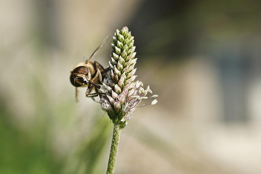 πετάξτε μύγα, έντομο, εντομολογία, macro, άνθος, ανθίζω, φράζω, γκρο πλαν, φυτό, μέλισσα, καλοκαίρι