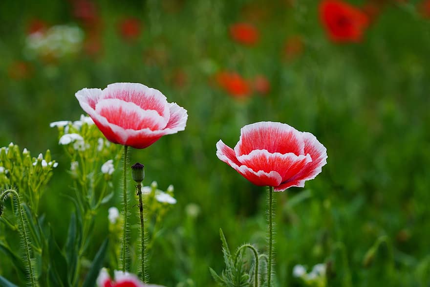 ポピー、赤いケシ、赤い花、フラワーズ、野の花、大韓民国、牧草地、庭園、花、夏、緑色