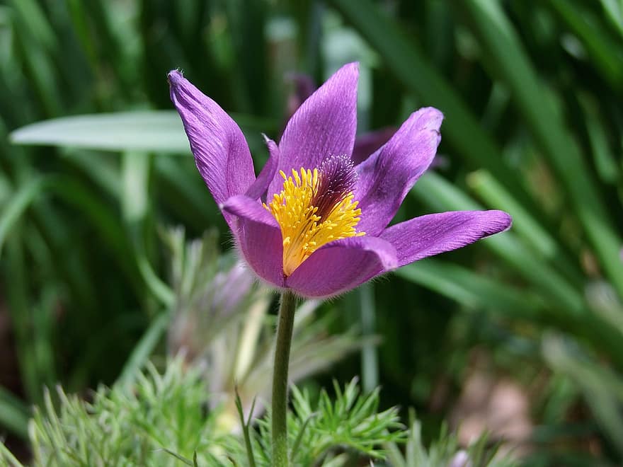 sasanka, pasqueflower, fialový květ, pulsatilla vulgaris, zahrada