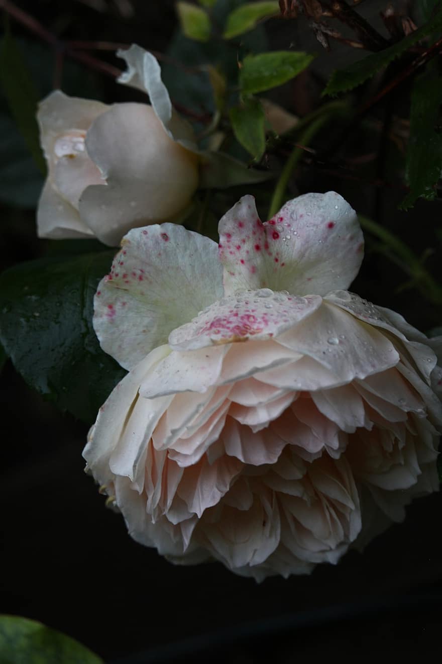 rosa que sube, Rosa, flor, floración, romántico, jardín, belleza, flor rosa, Rosal, naturaleza, pétalos