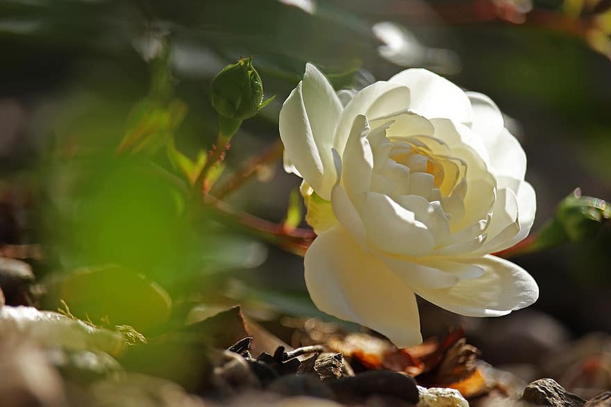 ホワイトローズ、花、咲く、白い花、花びら、白い花びら、フローラ、ガーデンローズ、ローズ、花卉、園芸