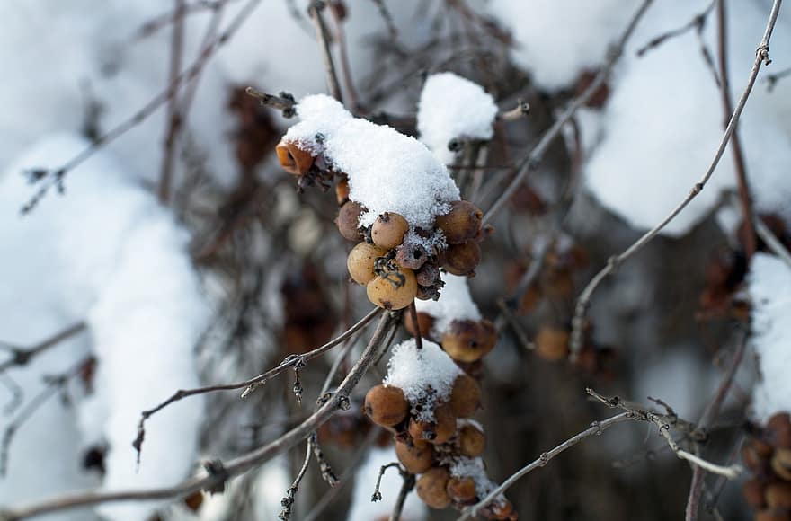 Winter, Snow, Berries, Frost, Season, Nature, Growth, branch, tree, close-up, forest