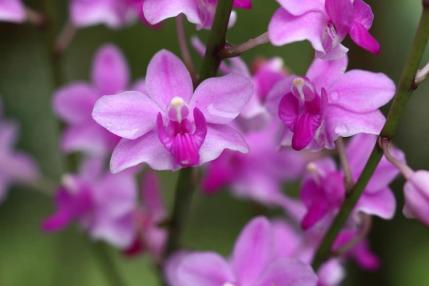 orchidėjos, Violetinės orchidėjos