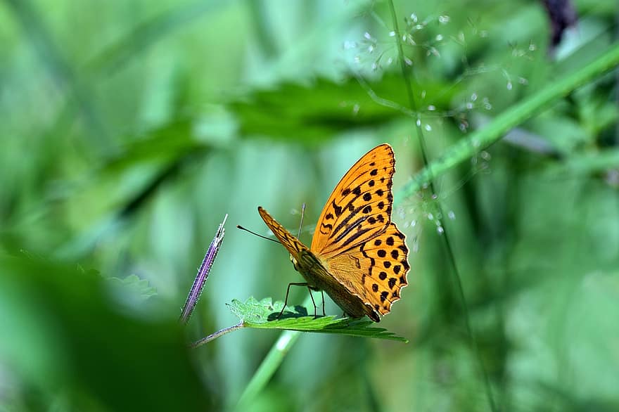 vlinder, insect, vleugel, macro, zomer, mooi, natuur, groen