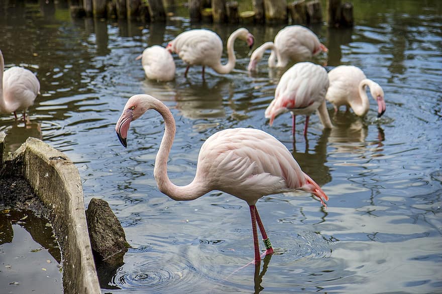 flamingi, ptaki, Zwierząt, upierzenie, pióra, woda, dzioby, rachunki, długonogi, Natura, świat zwierząt