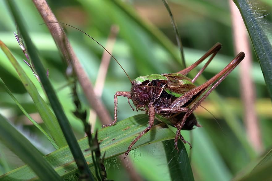 moeras bush-cricket, kever, insect, benen, antenne, gras, natuur, biodiversiteit