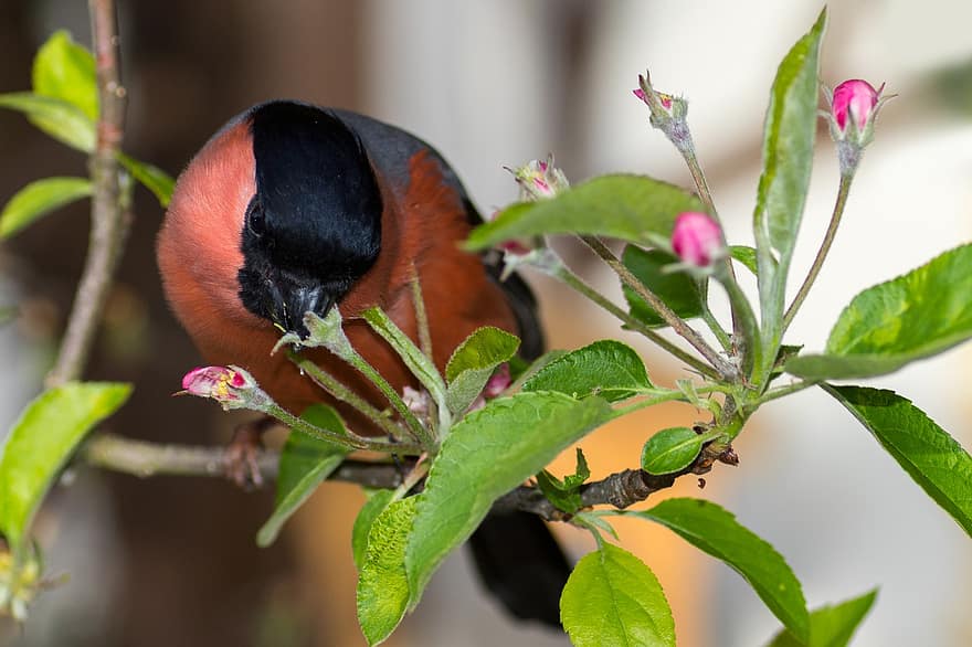 Bullfinch, Bird, Animal, Eurasian Bullfinch, Male, Songbird, Flowers, Branch, Wildlife, Plumage, Perched
