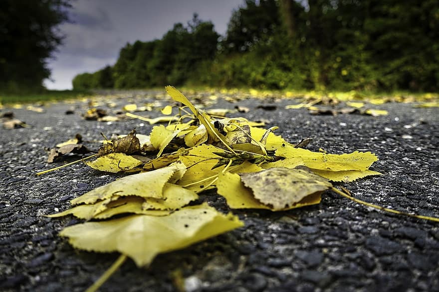 Daun-daun, jalan, jatuh, trotoar, tanah, musim gugur, daun-daun berguguran, alam