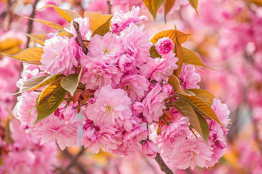 kersenbloesem, bloemen, de lente, roze bloemen, sakura, bloeien, bloesem, tak, boom, natuur, blad