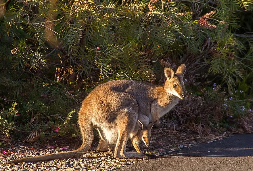 wallabies, kangur, rednecked wallaby, joey, matka, niemowlę, dwa, kieszonka, Australia, Queensland, torbacz
