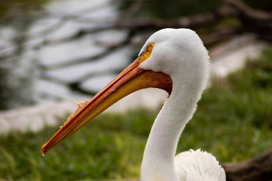 pelikan, fågel, djur-, vilda djur och växter, fauna, natur, näbb, räkningen