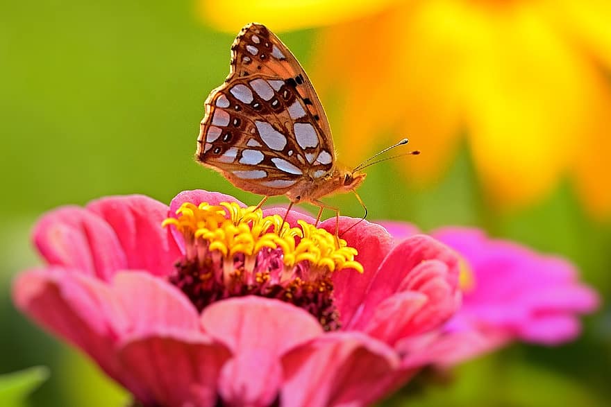 vlinder, insect, zinnia, fritillary, koningin van spanje parelmoervlinder, dier, bestuiving, bloem, roze bloem, bloeien, bloesem