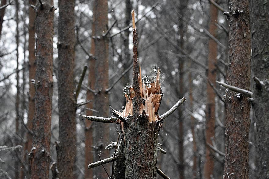 törött fa, téli, hó, szélkárosodás, kár, fa, faipari, erdő, ág, fatörzs, évszak