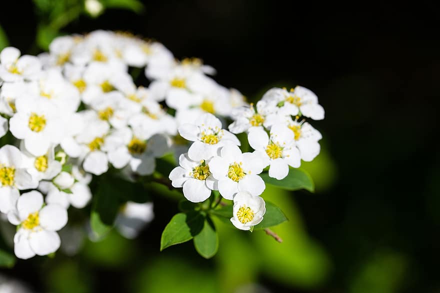 spirea, Ängsgodis, vita blommor, blommor, kronblad, vita kronblad, blomma, flora, blomsterodling, hortikultur, botanik