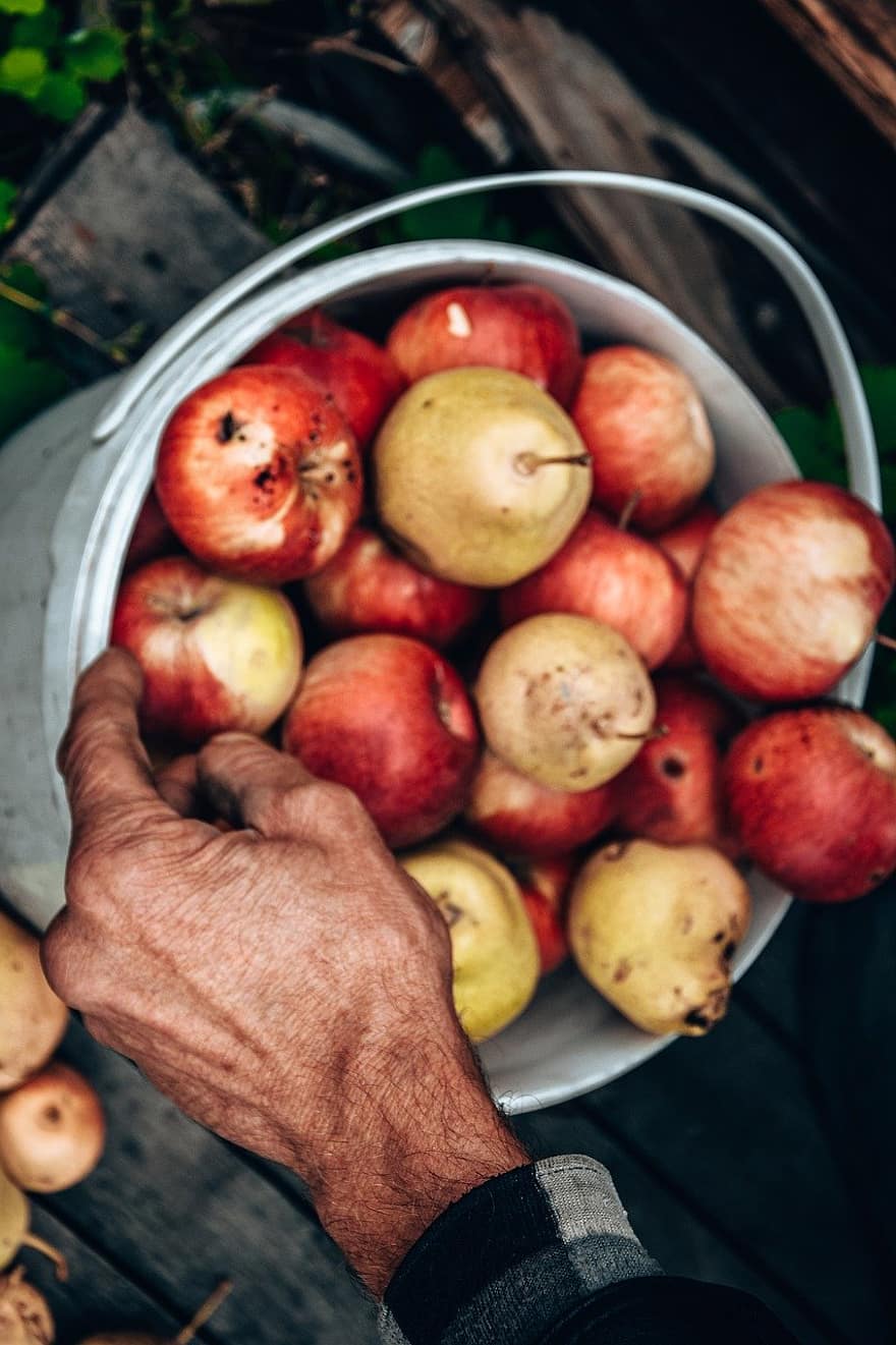 사과, 과일, 수확