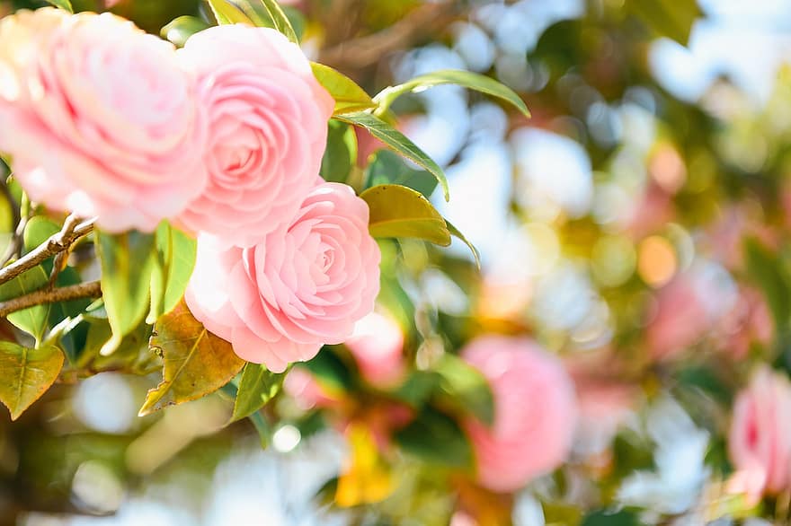 Flowers, Camellia, Bloom, Blossom, Spring, Japan, Landscape, Pink, leaf, plant, petal