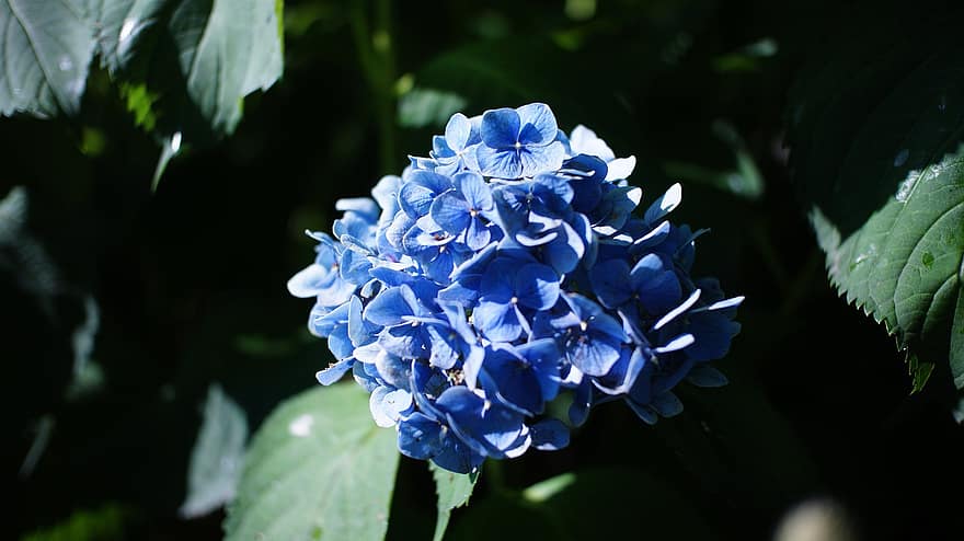 хортензия, цветя, сини цветя, листенца, сини венчелистчета, разцвет, цвят, флора, растение