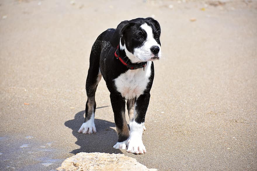 pies, szczeniak, plaża, piasek, zwierzę domowe, zwierzę, młody pies, pies domowy, psi, ssak, uroczy