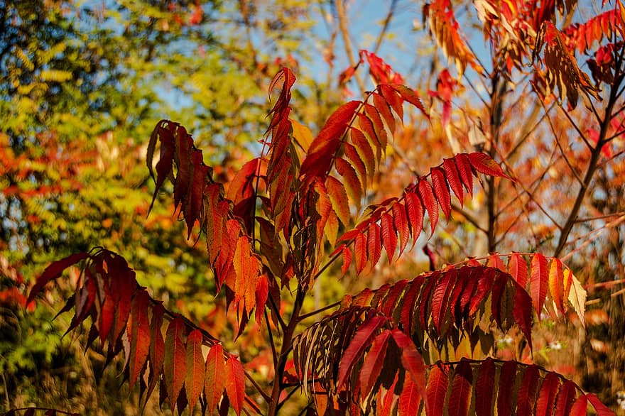 スマック、葉、秋、紅葉、赤い葉、ブランチ、低木、工場、自然、ボケ
