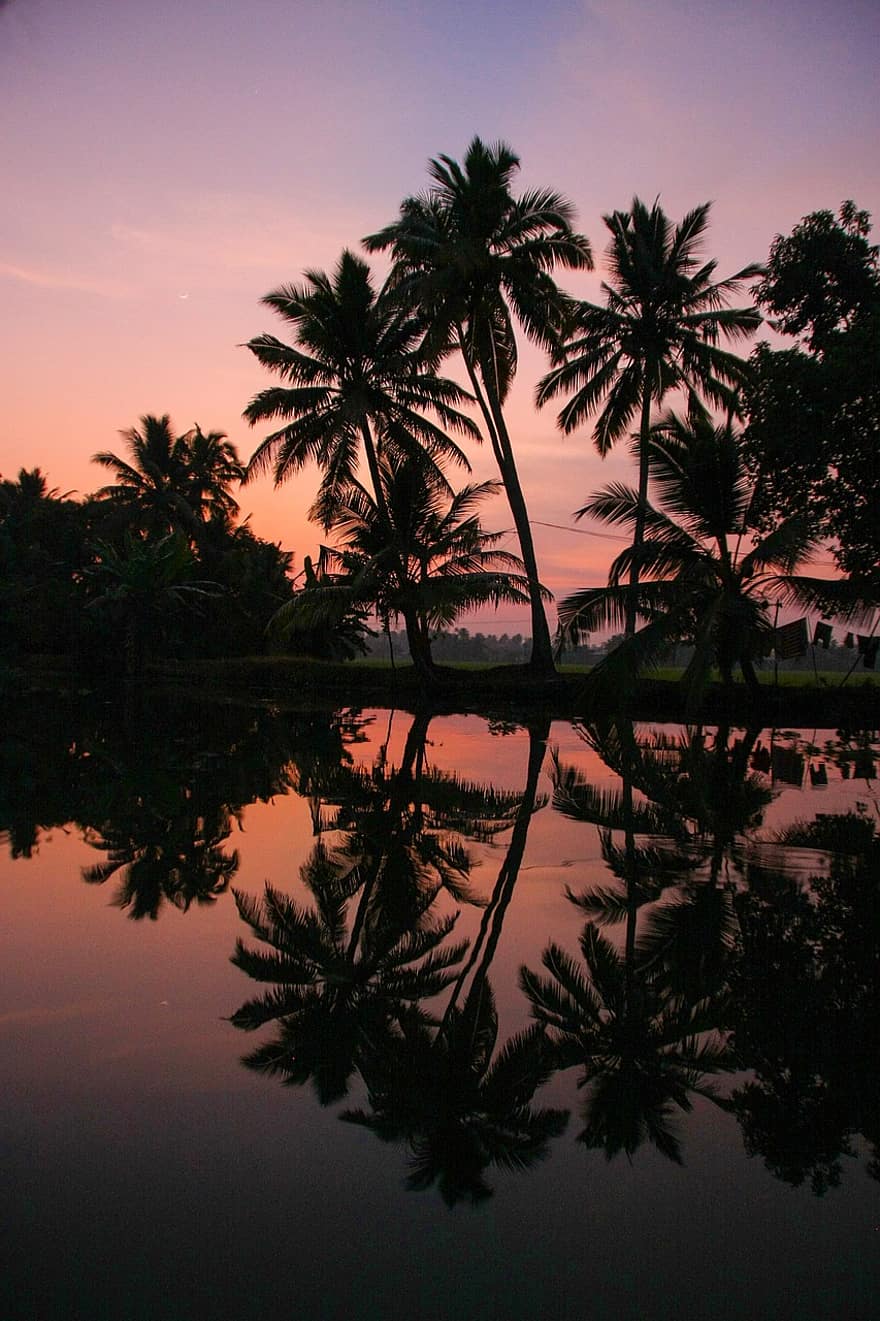 posta de sol, palmell, llac, reflexió, aigua, palmeres, tropical, silueta, naturalesa, rural, paisatge