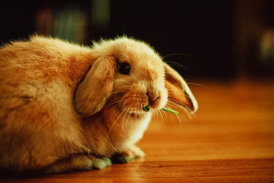 bunny, kanin, søt, påske, dyr, kjæledyr