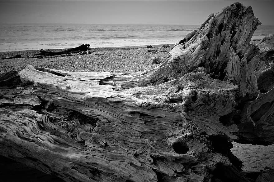Beach, Wood, Driftwood, Sea, Ocean, Shore, Monochrome, water, black and white, sand, landscape