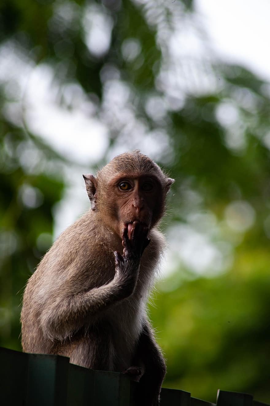 macaque, singe, animal