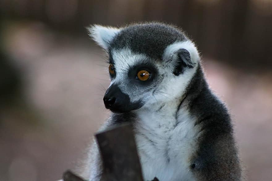lemur, zoogdier, dier, ogen, verwonderd, alarm, vacht, natuur, fauna, wilde leven