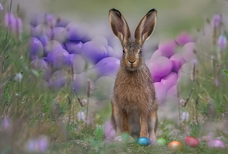 lễ Phục sinh, con thỏ, Con thỏ, trứng, trưng Phục Sinh, thỏ Phục Sinh, thỏ rừng, tai thỏ, mùa xuân, chủ đề phục sinh, lời chào phục sinh