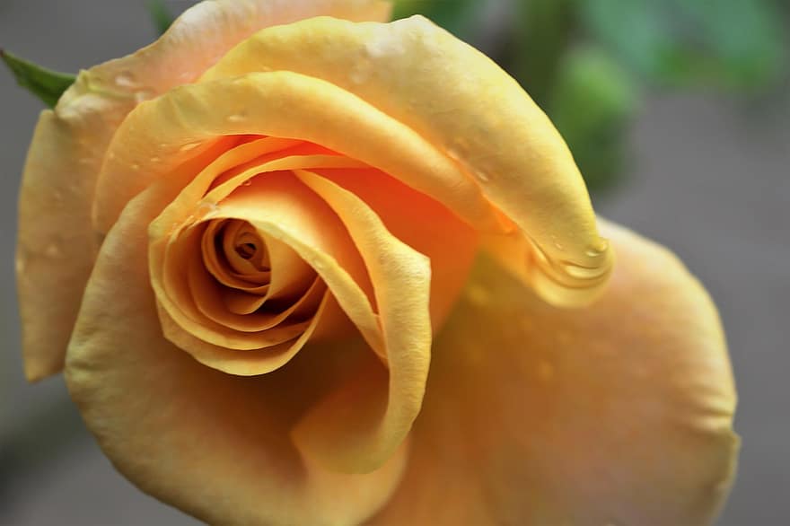 роза золотая медаль, цветущий, романтик, лепестки, свежий, завод, декоративный, природа