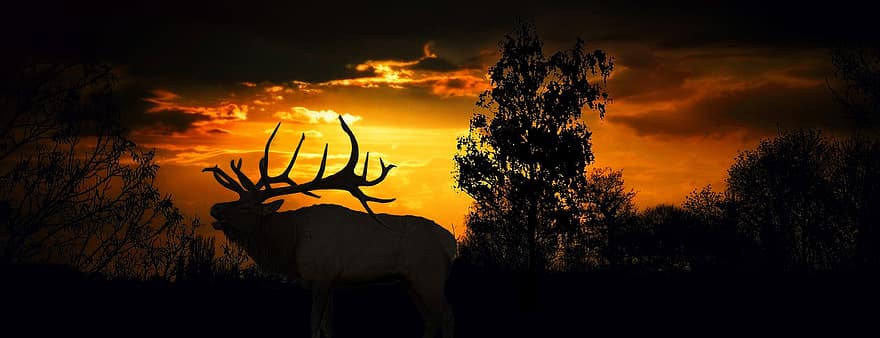 bakgrunn, skog, solnedgang, mørk, elg, dyr i naturen, tre, hjort, skumring, soloppgang, silhouette